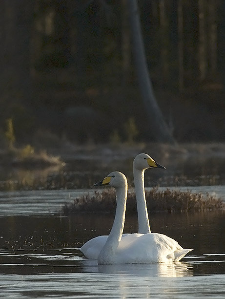 Laulujoutsen, Whooper Swan, Cygnus cygnus